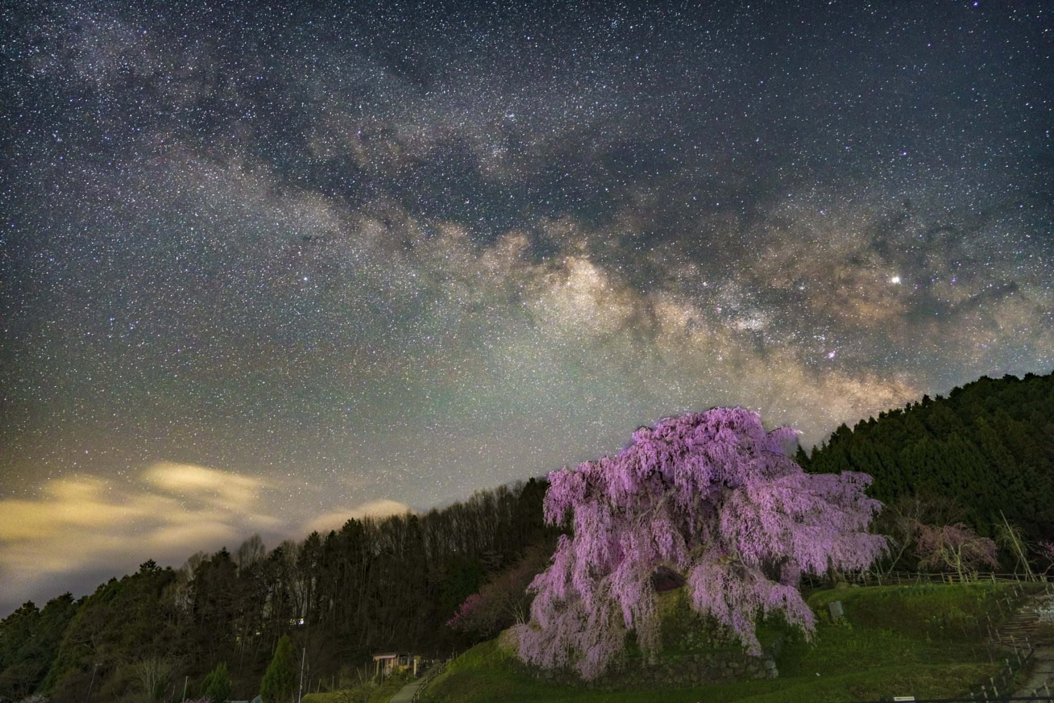 又兵衛桜